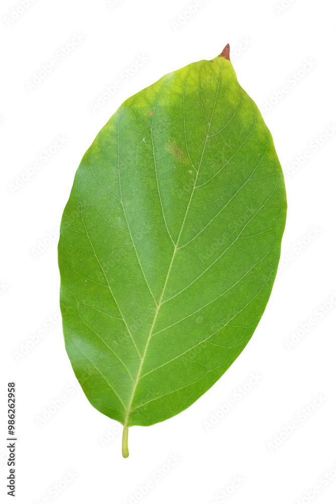 Obraz premium Single Avocado Leaf