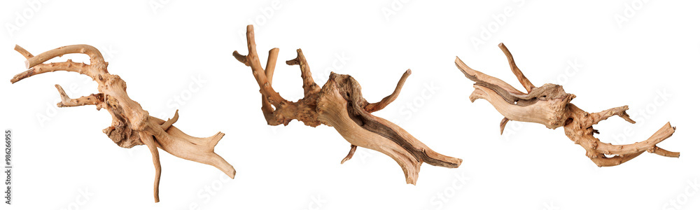 set old dry driftwood tree branch on an isolated white background close-up set old dry driftwood tree branch on an isolated white background close-up