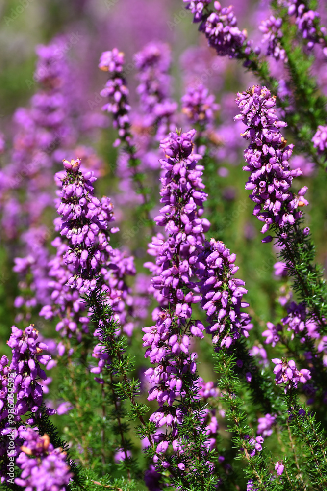 Inflorescences of the bell heather (Erica cinerea) with its pink