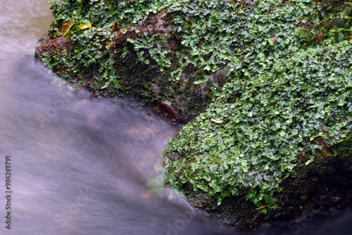 The liverwort Conocephalum conicum on a stone photo