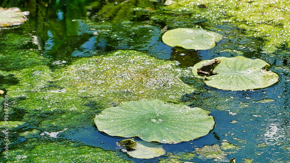 Ein Frosch sitzt in einem Seerosenteich auf einem Blatt
