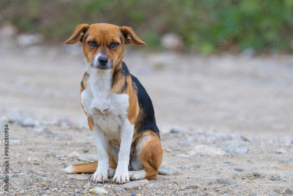 Stray dog Stray dog