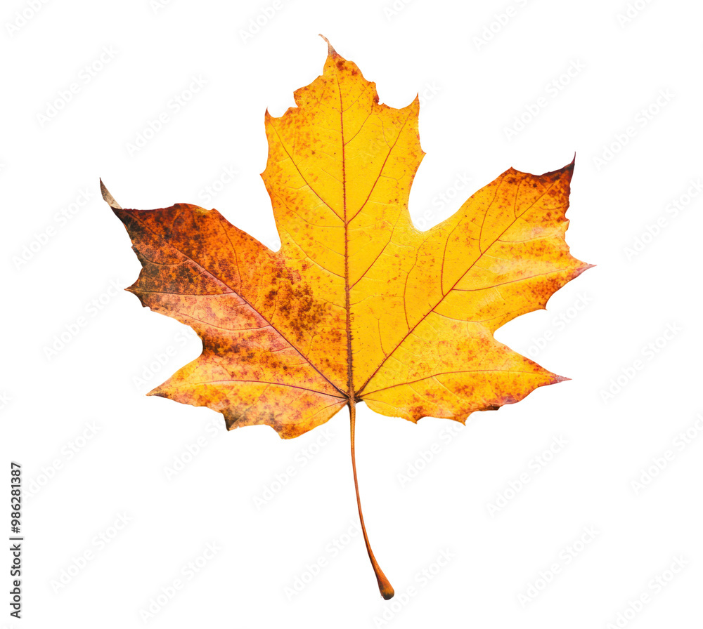 autumn maple leaf autumn maple leaf