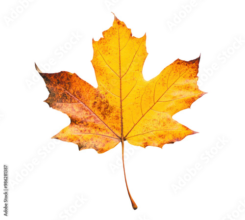 autumn maple leaf