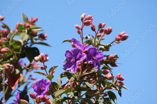 Purple flowers of Andesanthus lepidotus (Tibouchina lepidota, alstonville, Andean princess flower, lasiandra, glory bush) on blue sky background, met in Horton Plains National Park in Sri Lanka