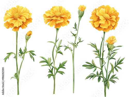 vector illustration from multiple perspectives of beautifully Marigolds, Cempasúchil, transparent background