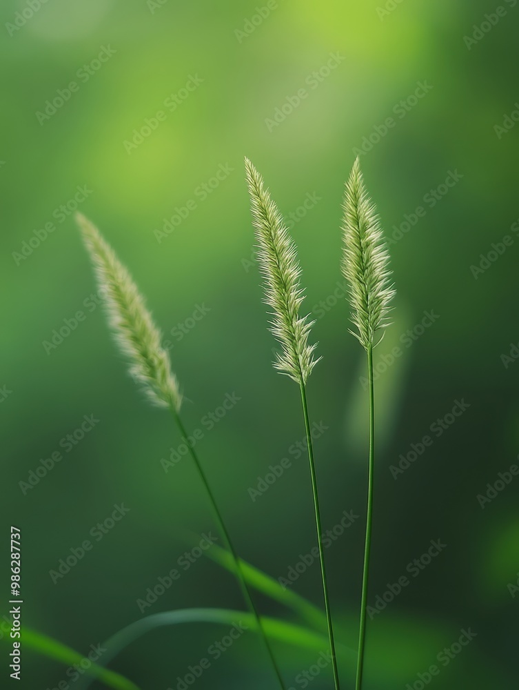 Close-up of delicate grass stalks against a soft, blurred green background in a peaceful natural setting. Close-up of delicate grass stalks against a soft, blurred green background in a peaceful natural setting.