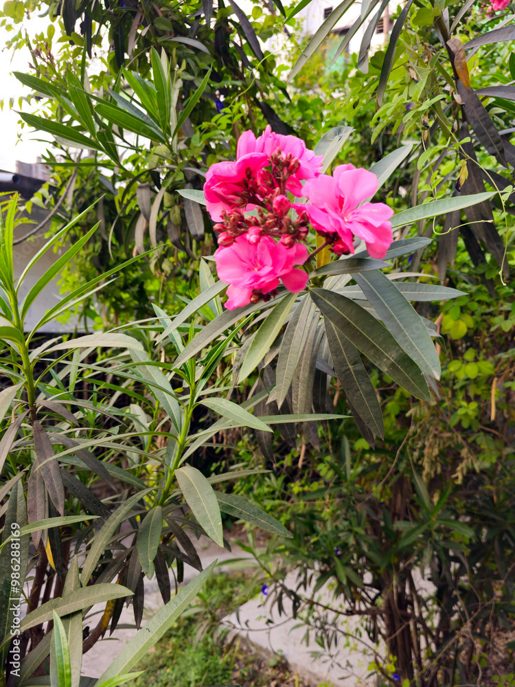 pink oleander Nerium odrum Clusters of Flowers.