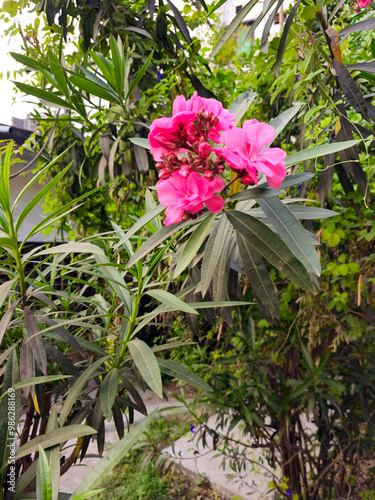 Obraz na płótnie pink oleander Nerium odrum Clusters of Flowers. w salonie