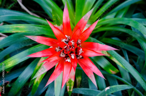 Bromelia humilis photo