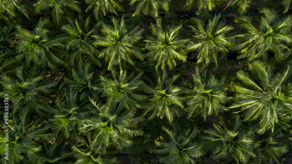 Aerial view coconut tree plantation, Coconut tree field farm plantation, Coconut palm tree jungle. Aerial view coconut tree plantation, Coconut tree field farm plantation, Coconut palm tree jungle.