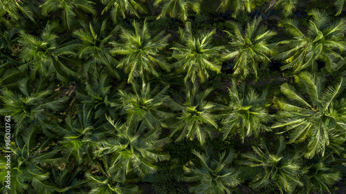 Aerial view coconut tree plantation, Coconut tree field farm plantation, Coconut palm tree jungle.