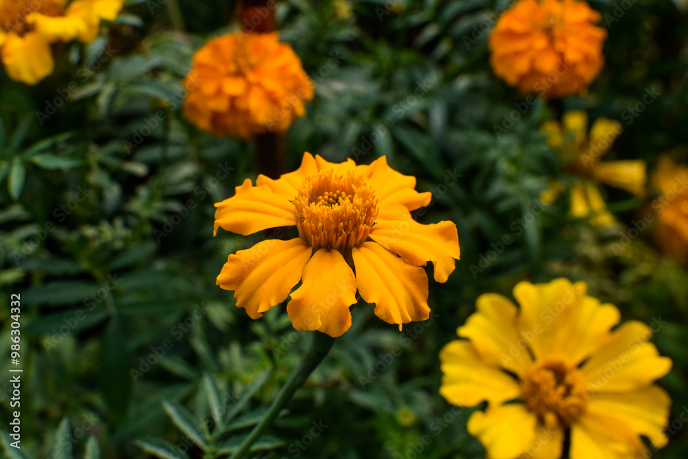 The yellow marigold flower is blooming in the garden. The yellow marigold flower is blooming in the garden.