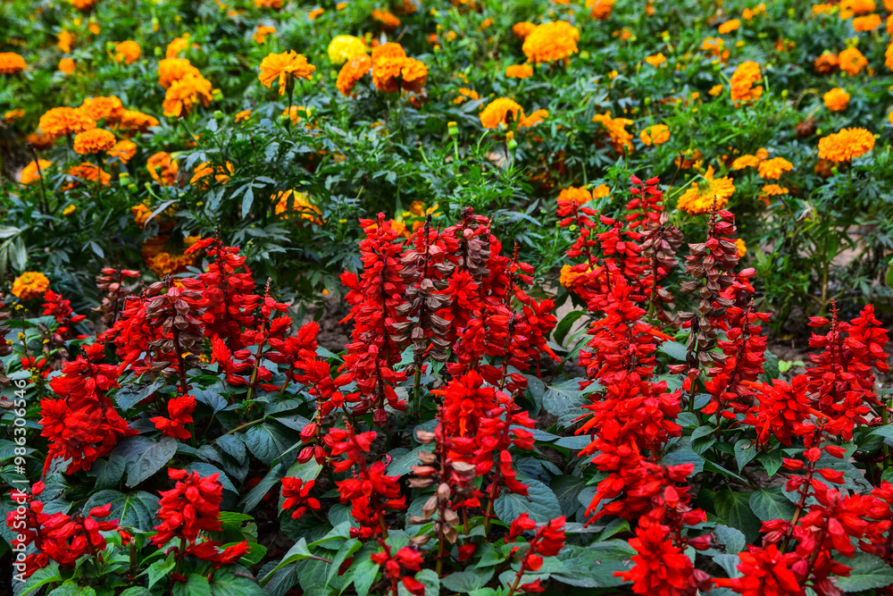 red and yellow flowers in the garden red and yellow flowers in the garden