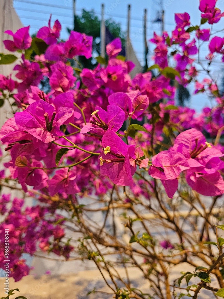 blooming flower Bougainvillea glabra in magenta color.
