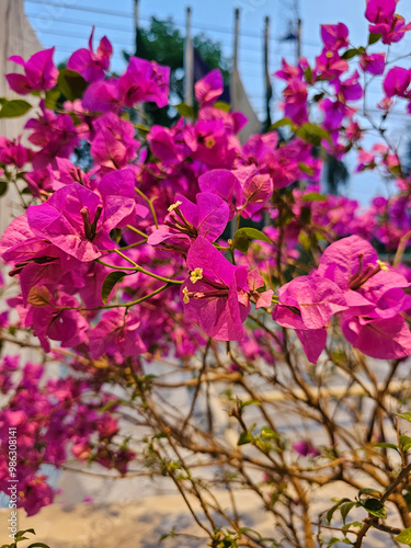 Obraz na płótnie blooming flower Bougainvillea glabra in magenta color. w salonie