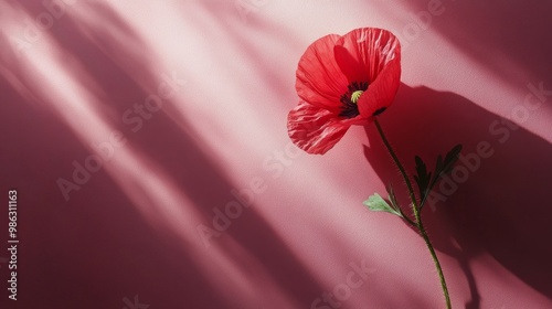 Bright red poppy flower resting beside a blank card on a pastel pink surface ...