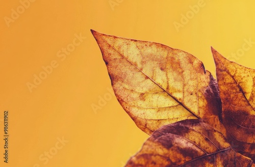 Golden autumn leaves resting against a vibrant yellow backdrop during the fal...