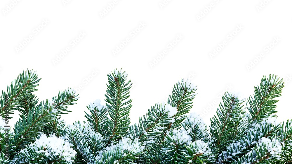 Obraz premium A close-up view of snow-dusted evergreen branches against a white background.