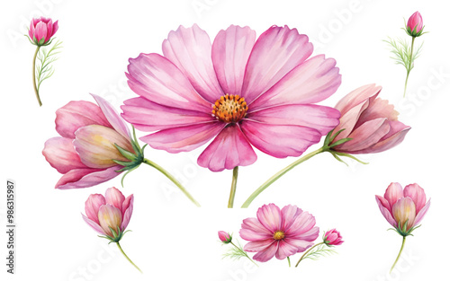 pink Cosmos watercolor illustration. on white background