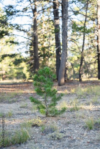 Small conifer growing in Northern California forest. 