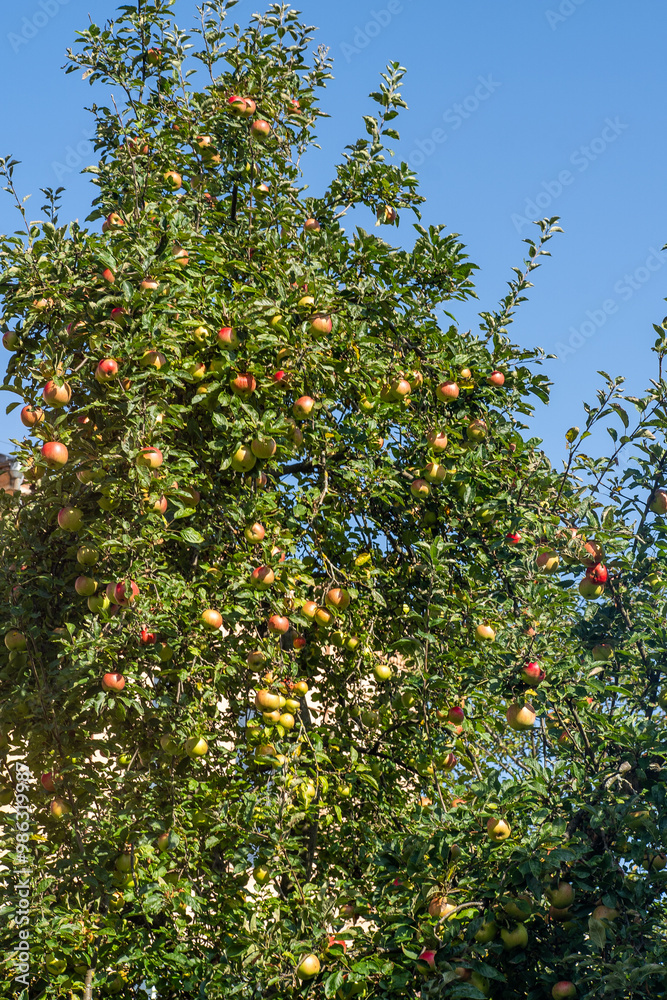 Red apples on the green tree. Garden harvest. Fruit. Red apples on the green tree. Garden harvest. Fruit.