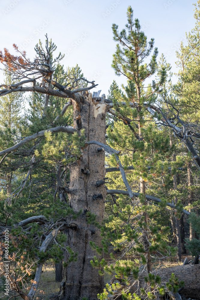 Fototapeta premium Tree trunk split and cracked with no top in Northern California forest. 