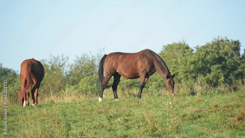 Two brown horses grazing in a meadow on a pasture in the rural countryside Two brown horses grazing in a meadow on a pasture in the rural countryside