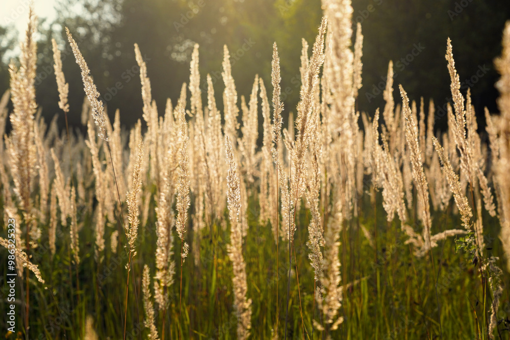 Fototapeta premium field of grass during sunset