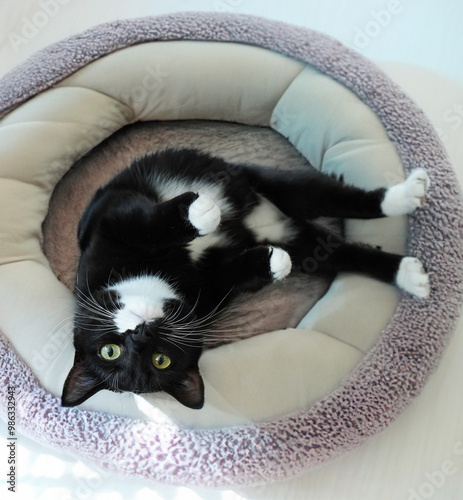 Cute black and white cat lying on her bed with her head facing up