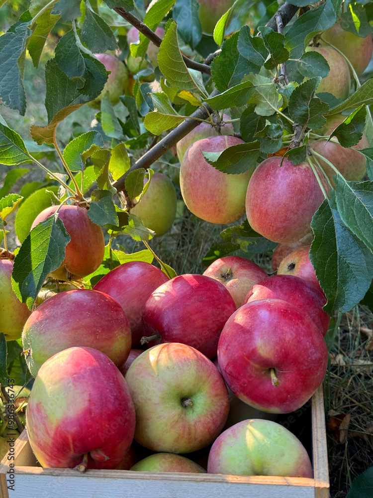 Picking juicy apples in apple orchard Picking juicy apples in apple orchard