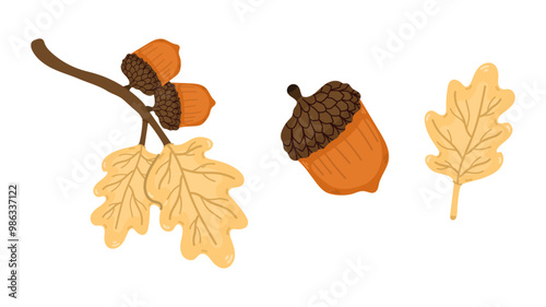 Set with acorn nut with branch and nuts on white background. Illustration autumn design