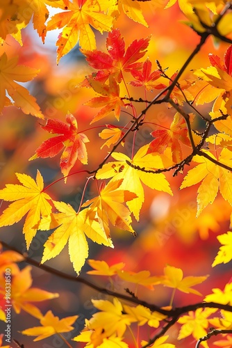 Closeup of Autumn Maple Leaves Changing Colors