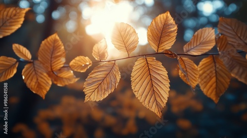 Autumn leaves glow in the warm evening sunlight creating a vibrant bokeh effect
