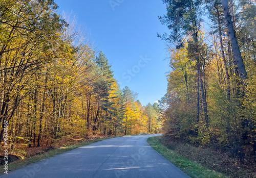 Autumn road in the forest. Beautiful autumn landscape with road.