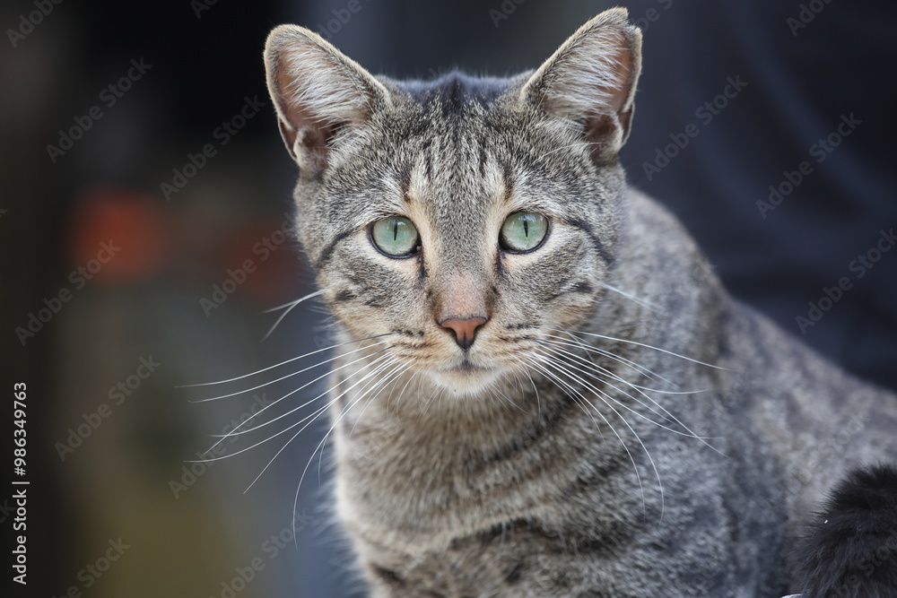 close up portrait of a tabby cat close up portrait of a tabby cat