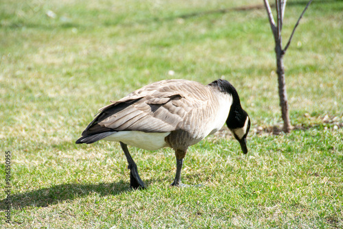 Canadian geese, Branta canadensis on the lake. Wild geese swim in the Park,Close-up of a Canada goose Branta canadensis, foraging in a green meadow photo