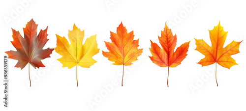 Autumn leaves in various shades of orange, yellow, and red, arranged in two rows, with different types and shapes, including oval and maple leaves separated against a transparent, isolated background photo