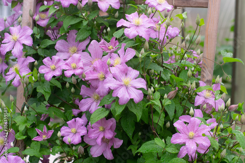 Tableau sur toile Pink clematis Comtesse de Bouchaud in garden
