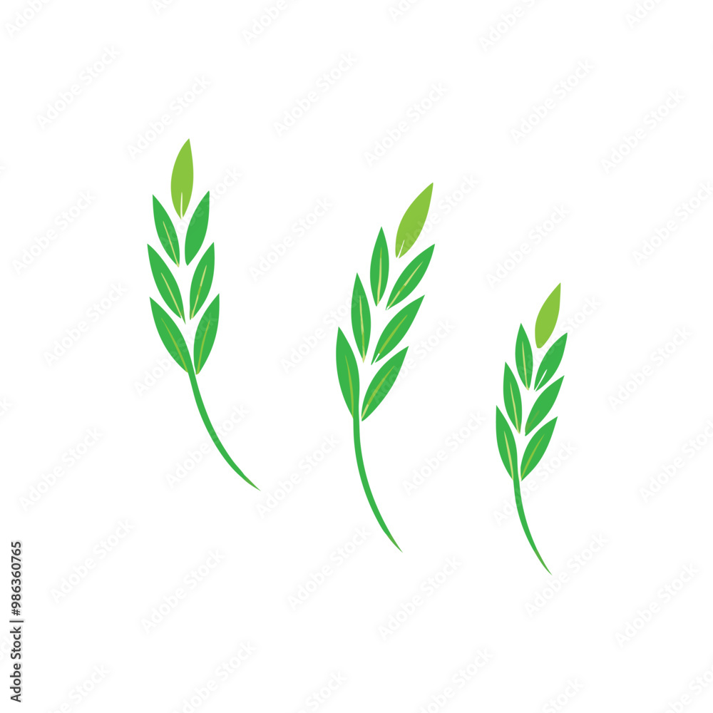 Fototapeta premium three Green Rice Grain vector illustration, isolated white background, 