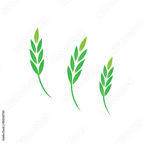 three Green Rice Grain vector illustration, isolated white background, 