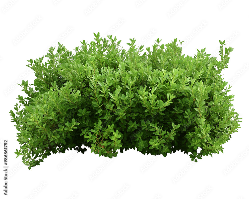Fototapeta premium Green bush isolated on Transparent Background