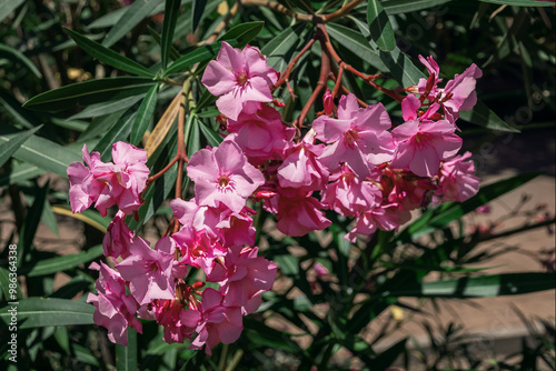 Pink oleander. Blooming pink oleander in the garden. A close-up of the pink flower of oleander nerium, a poisonous shrub tree. Selective focus.