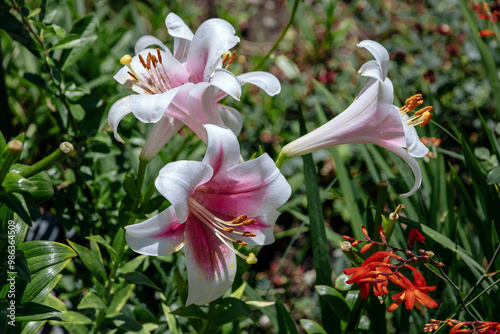Blooming lilies. Garden lilies with white petals. Large flowers on a sunny day. The daylily flower is pink and white in close-up. Pink and white lily on a green background.