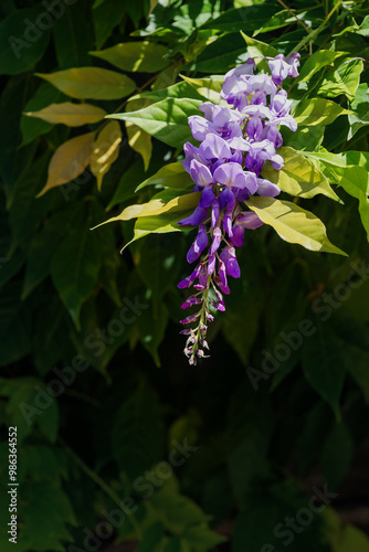 It is used in landscape design. Wisteria (Latin Wisteria) is a tree-like climbing subtropical plant from the legume family with large racemes of fragrant purple flowers. Vertical image.
