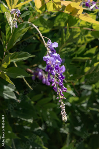 It is used in landscape design. Wisteria (Latin Wisteria) is a tree-like climbing subtropical plant from the legume family with large racemes of fragrant purple flowers. Vertical image.