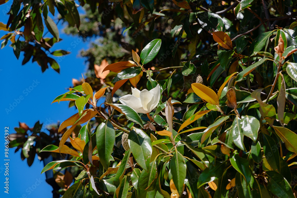 Obraz premium Magnolia blossoms. A large creamy white magnolia flower surrounded by shiny green foliage. A large white magnolia flower. A white magnolia flower on a sunny day against a blue sky background.