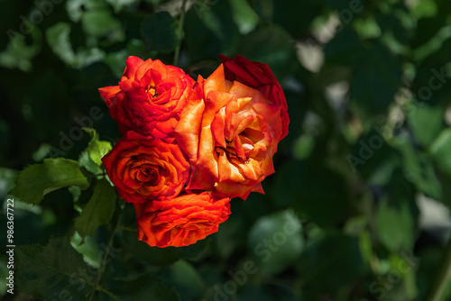 A red rose on a background of green foliage. The inflorescence of a rose on a blurred background. Close-up of the scarlet rose. Selective focus. A bright red flower on a bush in the garden. 