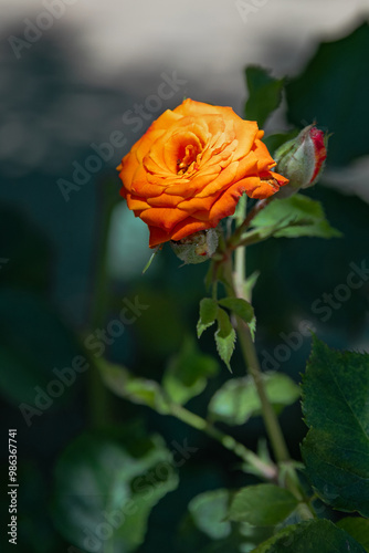 A red rose on a background of green foliage. A rose flower on a blurred background. Close-up of the scarlet rose. A bright red rose on a bush in the garden. Selective focus. Vertical image. 