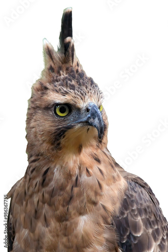 The face of an Javan hawk eagle